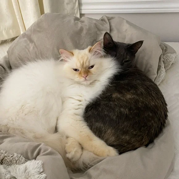 🚨ATTENTION🚨 - Picture 5 of 8